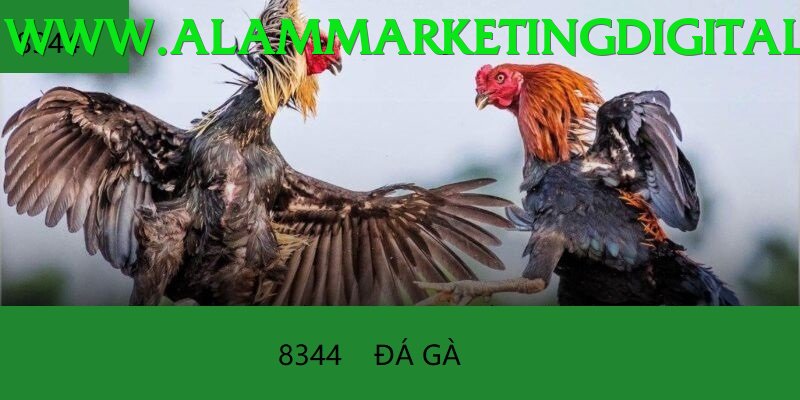 Đá Gà Trực Tiếp - Trải nghiệm tuyệt vời